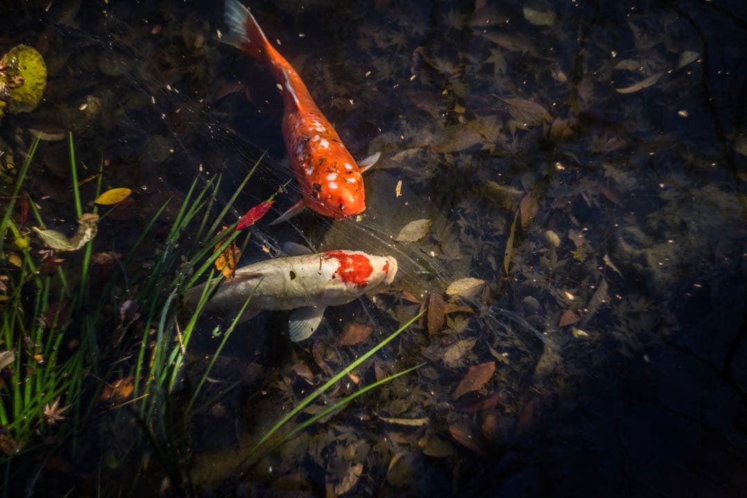美品+ 分解清掃済 Helios-44-2 58mm f2