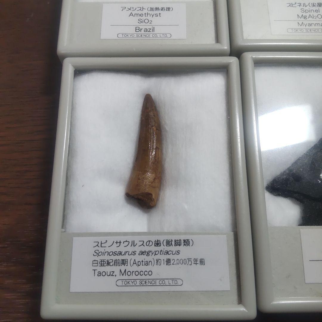 化石・鉱石セット