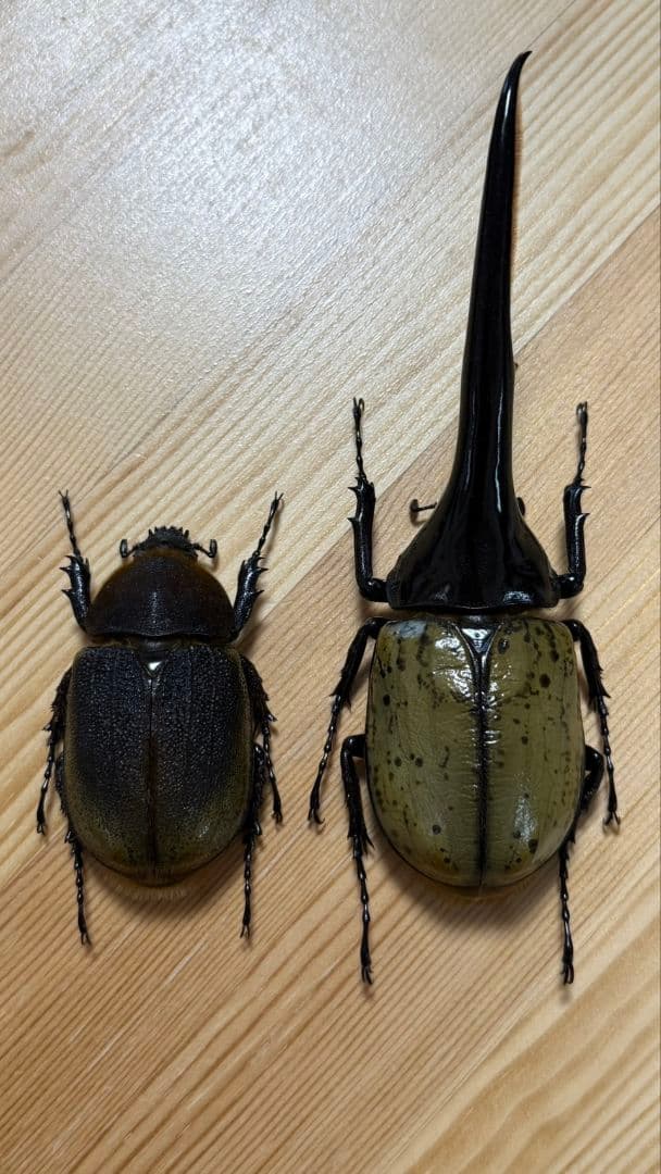 最終値下げ　ヘラクレスオオカブト　161mmペア