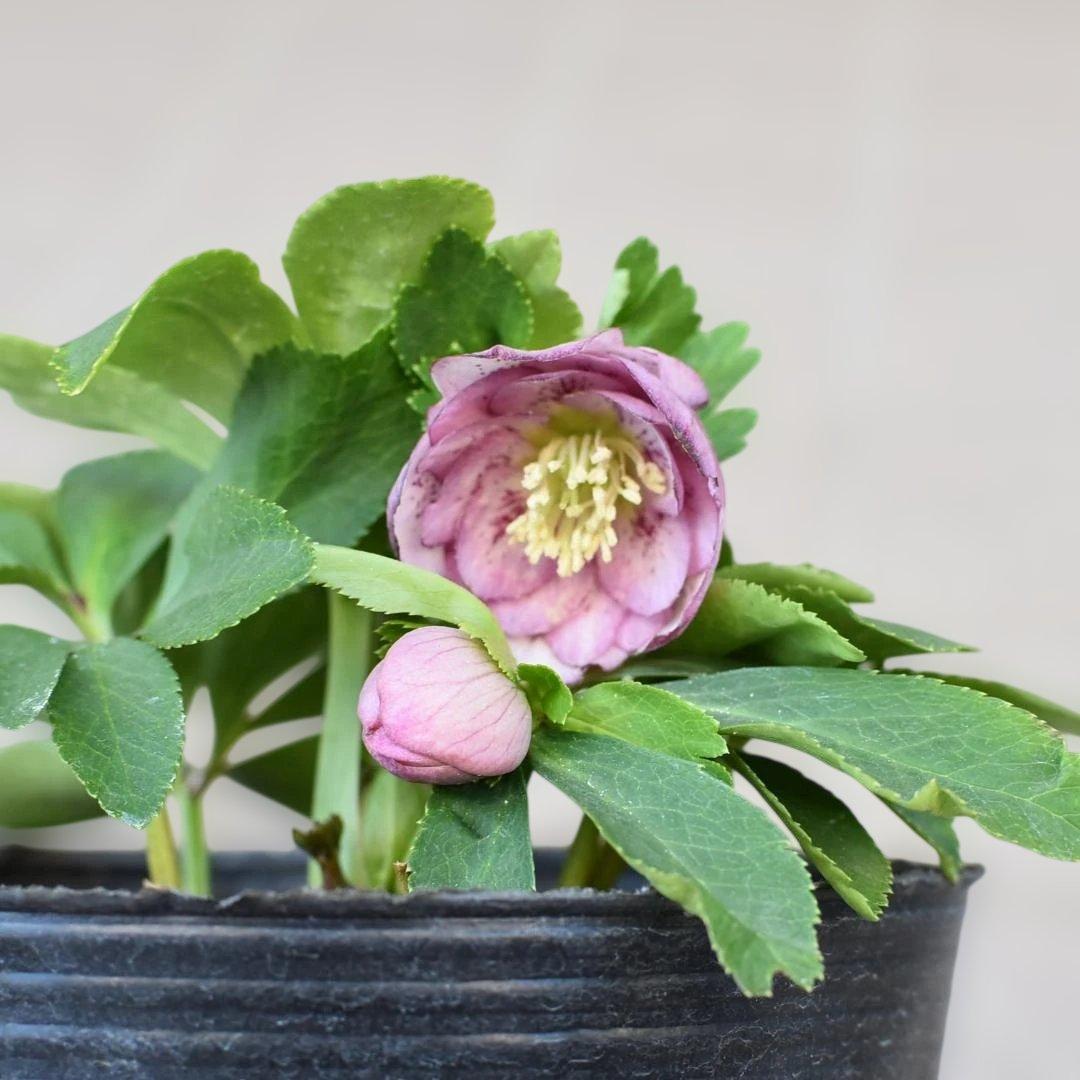 ま*か様 大木ナーサリー　デュメ系ブロッチhyb　クリスマスローズ　開花株