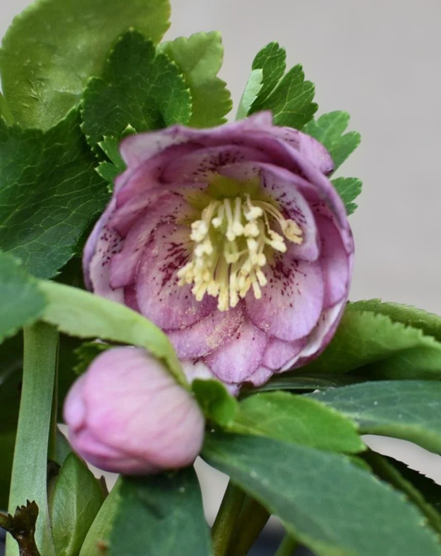 ま*か様 大木ナーサリー　デュメ系ブロッチhyb　クリスマスローズ　開花株