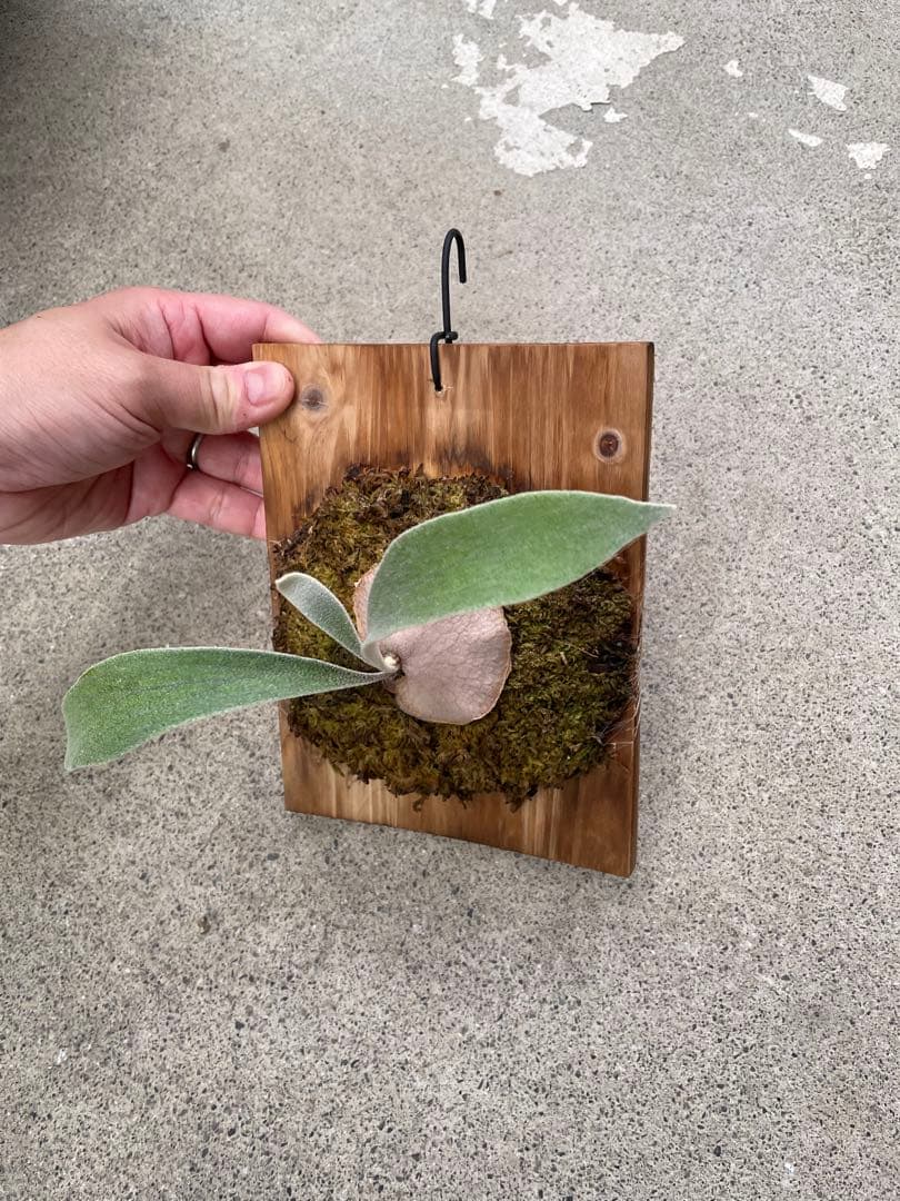 taka　ビカクシダ　veitchii wild 子株　ベイチー　ワイルド