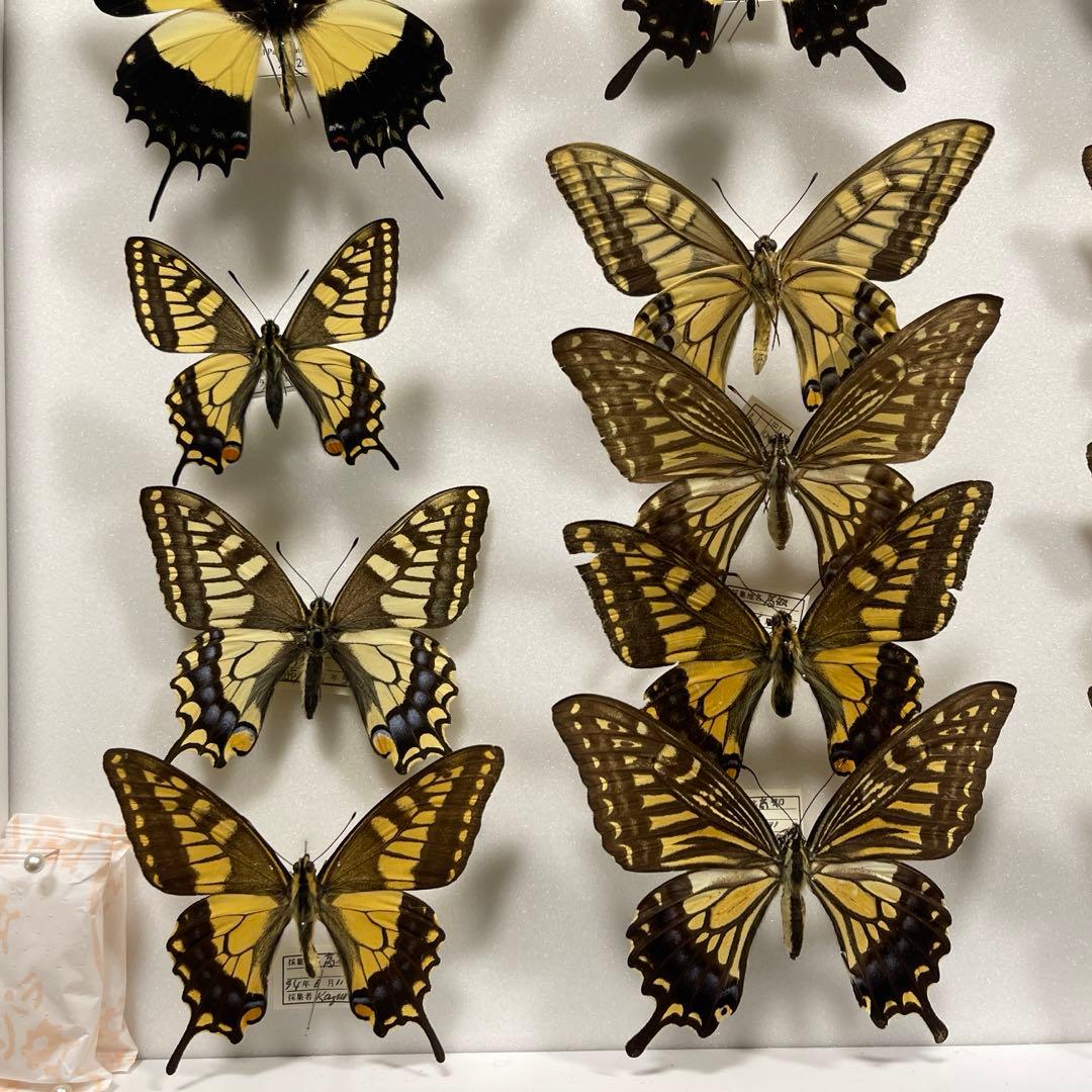 アゲハ蝶 UVドイツ標本箱セット