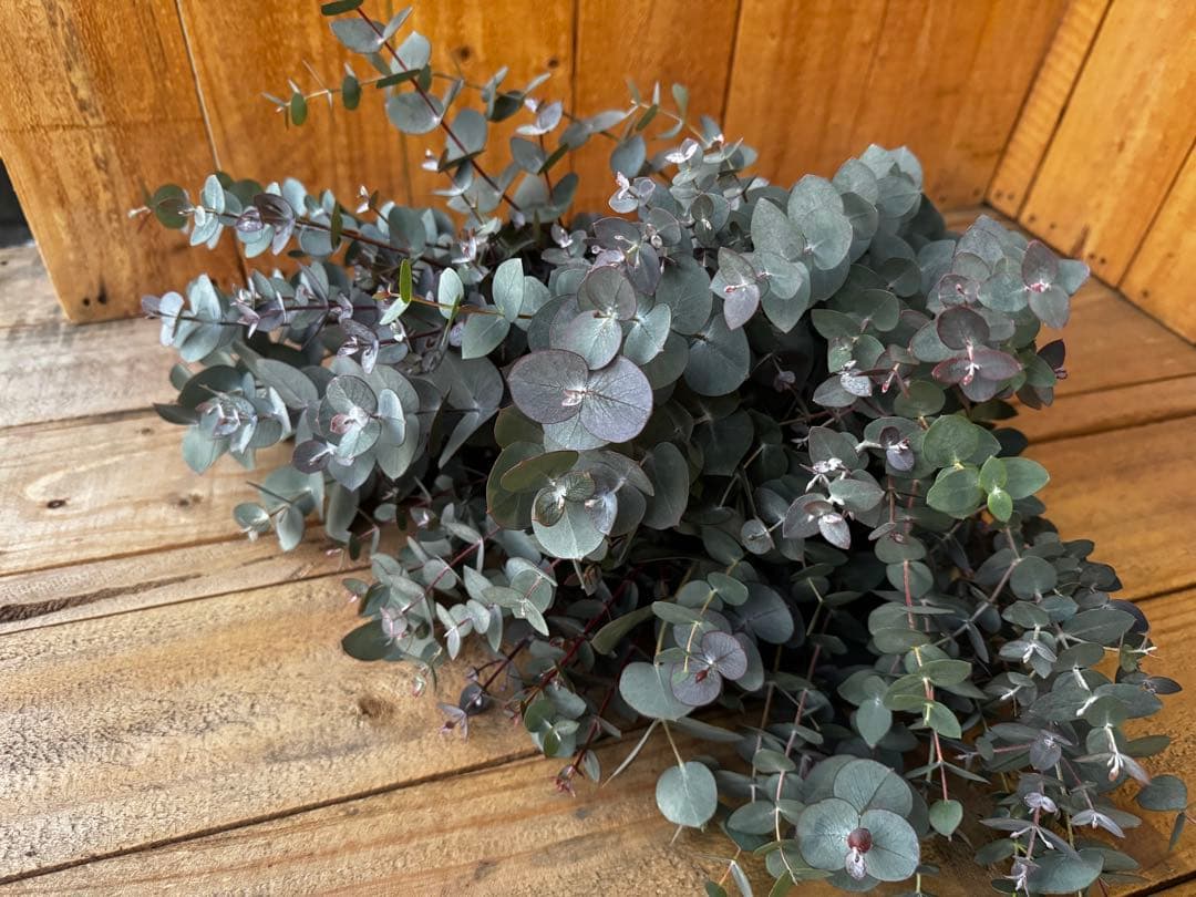 ディアスRAINBOW様 リクエスト 6点 まとめ商品