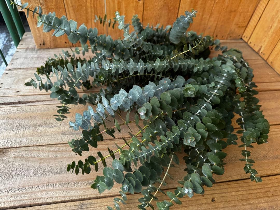 ディアスRAINBOW様 リクエスト 6点 まとめ商品