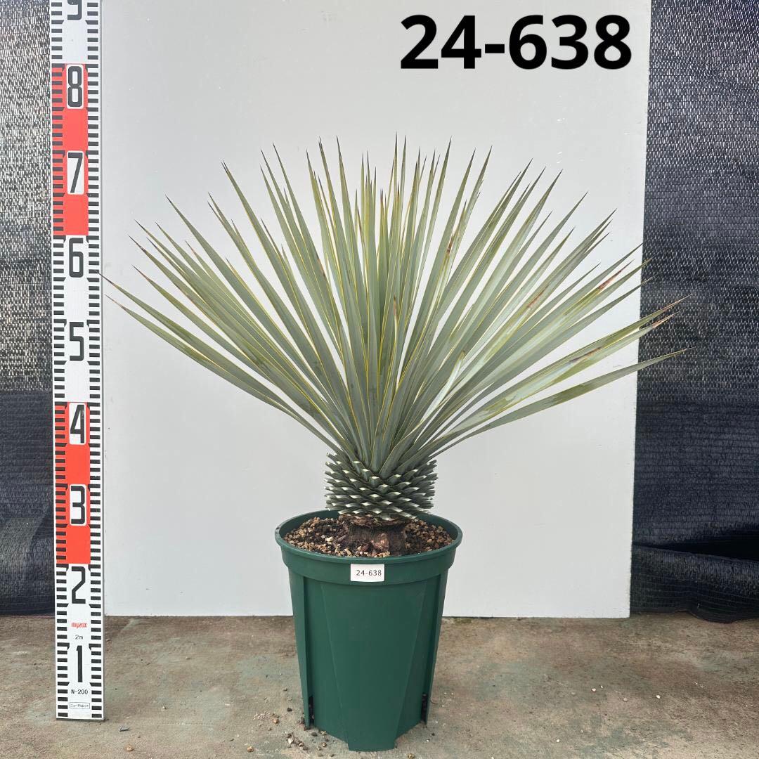 ユッカ　ロストラータ【24-638】美形　シルバーブルー