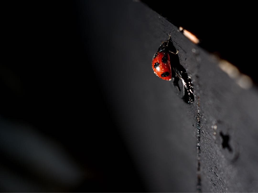 SONY FE TAMRON 35mm f2.8 Di Ⅲ OSD M1:2