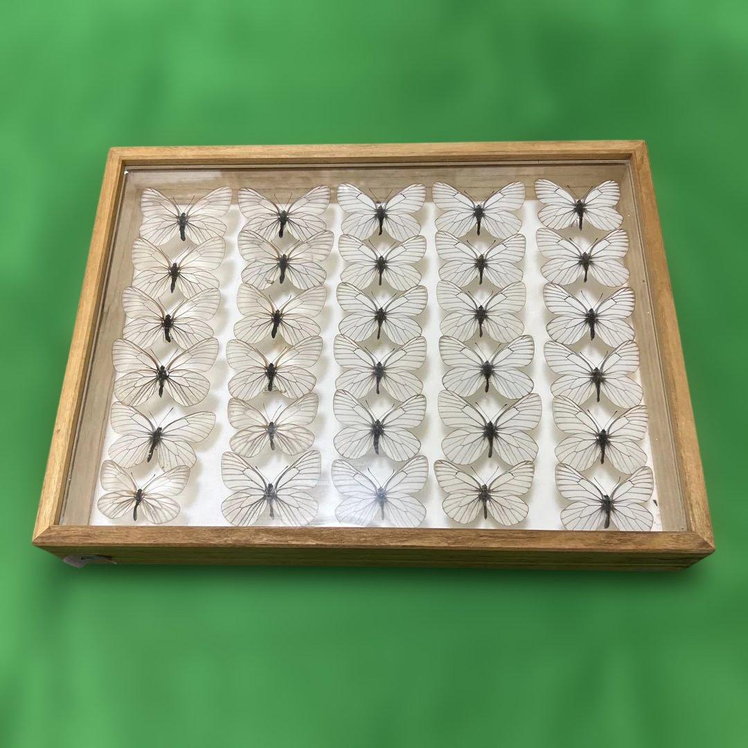 希少蝶標本現状品のみドイツガラスケースサイズ40x30x6cm 現状品のみ