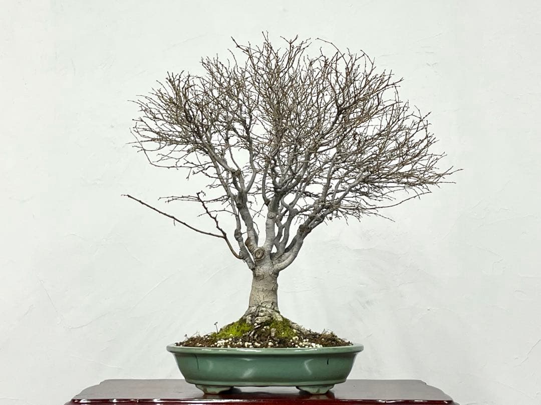 三河盆栽　ケヤキ　盆栽