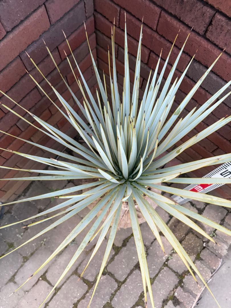 専用 ユッカ　ロストラータ　あ