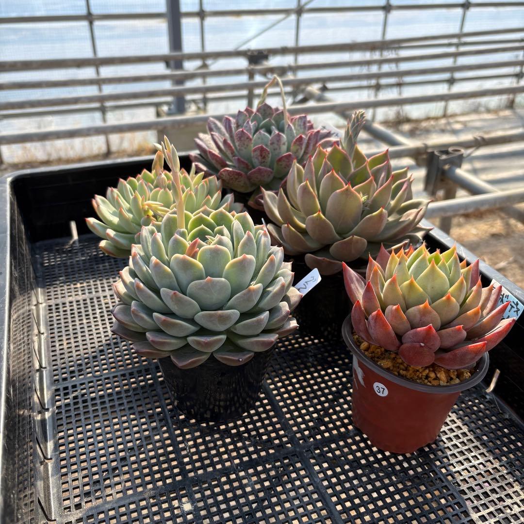 4 ホワイトビアンテ 特大 カット苗 多肉植物