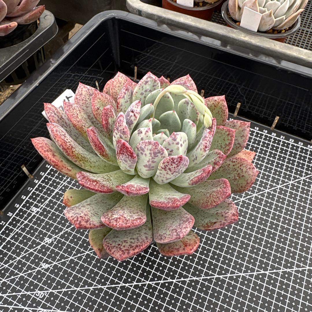 4 ホワイトビアンテ 特大 カット苗 多肉植物