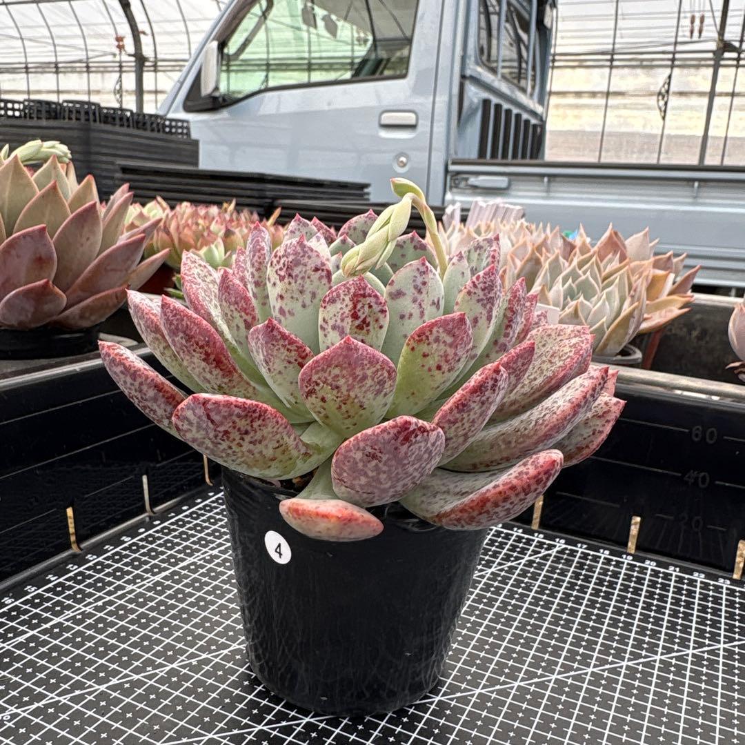 4 ホワイトビアンテ 特大 カット苗 多肉植物