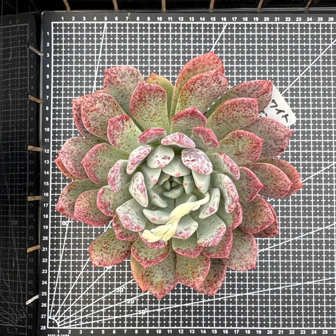 4 ホワイトビアンテ 特大 カット苗 多肉植物