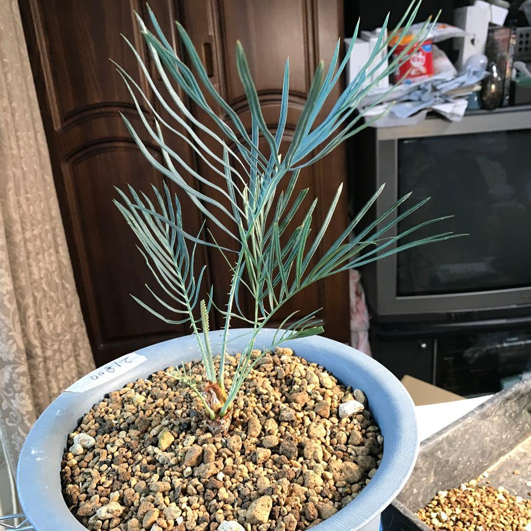 サイカスカイルンシアナ、オーストラリア原産、希少品種