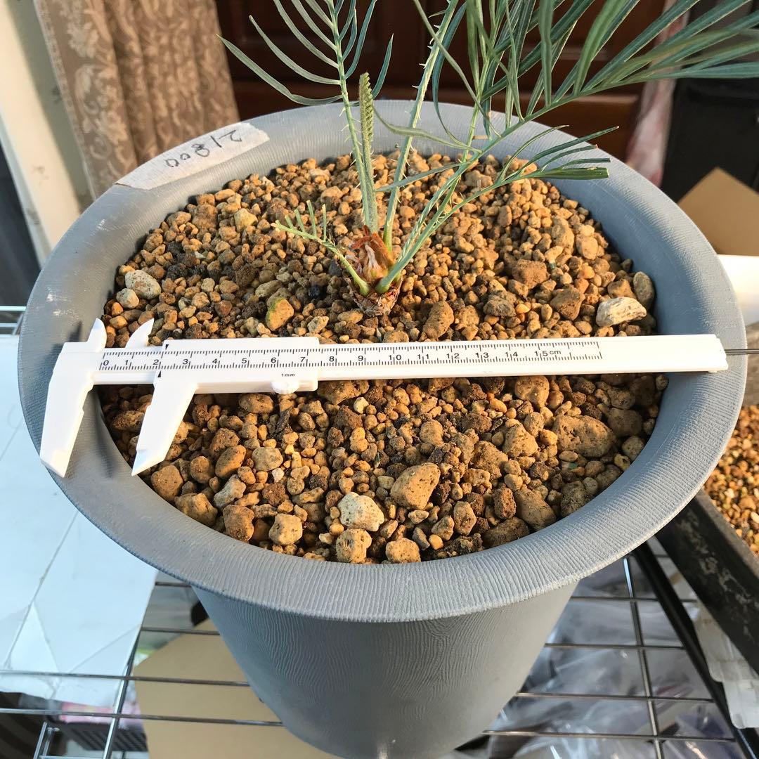 サイカスカイルンシアナ、オーストラリア原産、希少品種