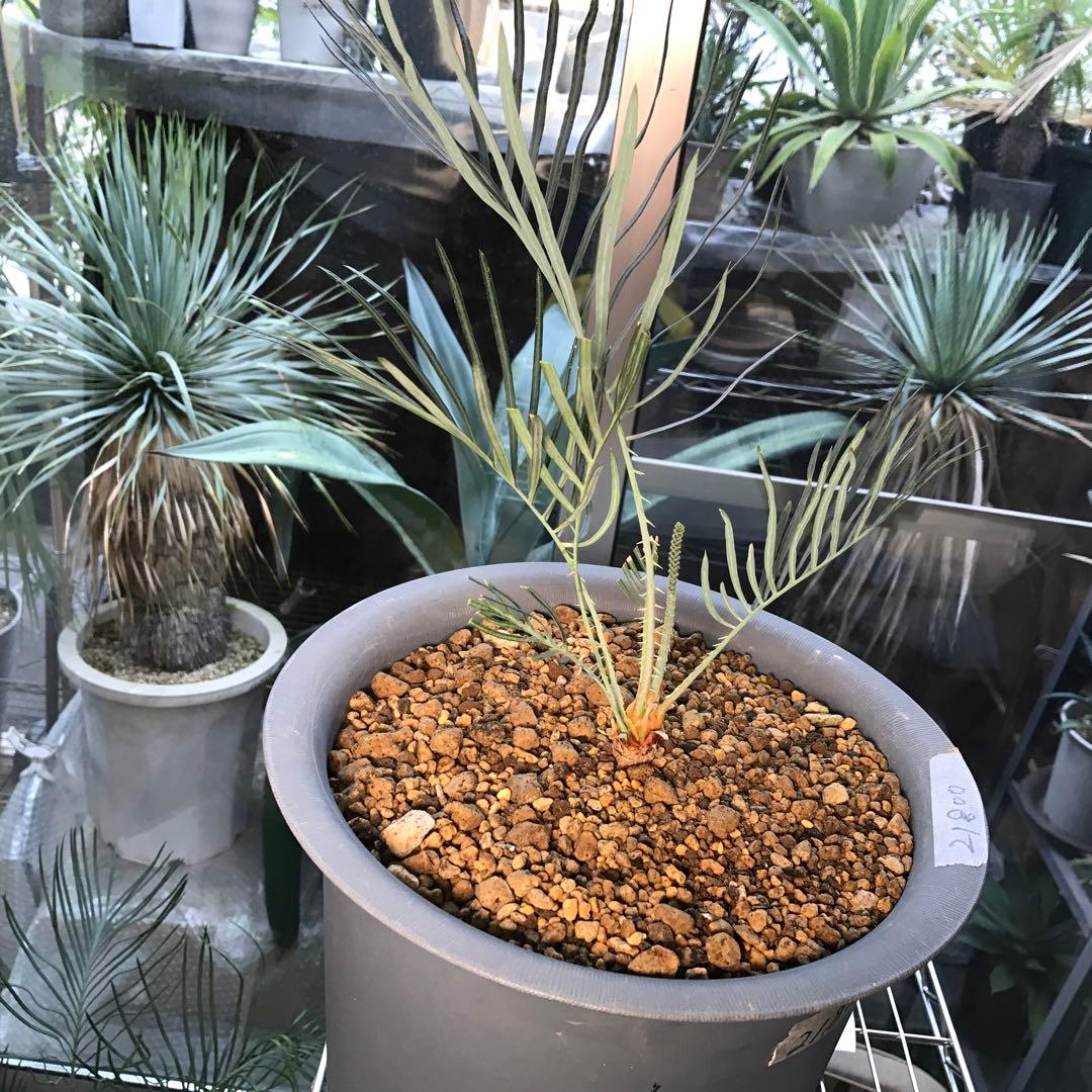 サイカスカイルンシアナ、オーストラリア原産、希少品種