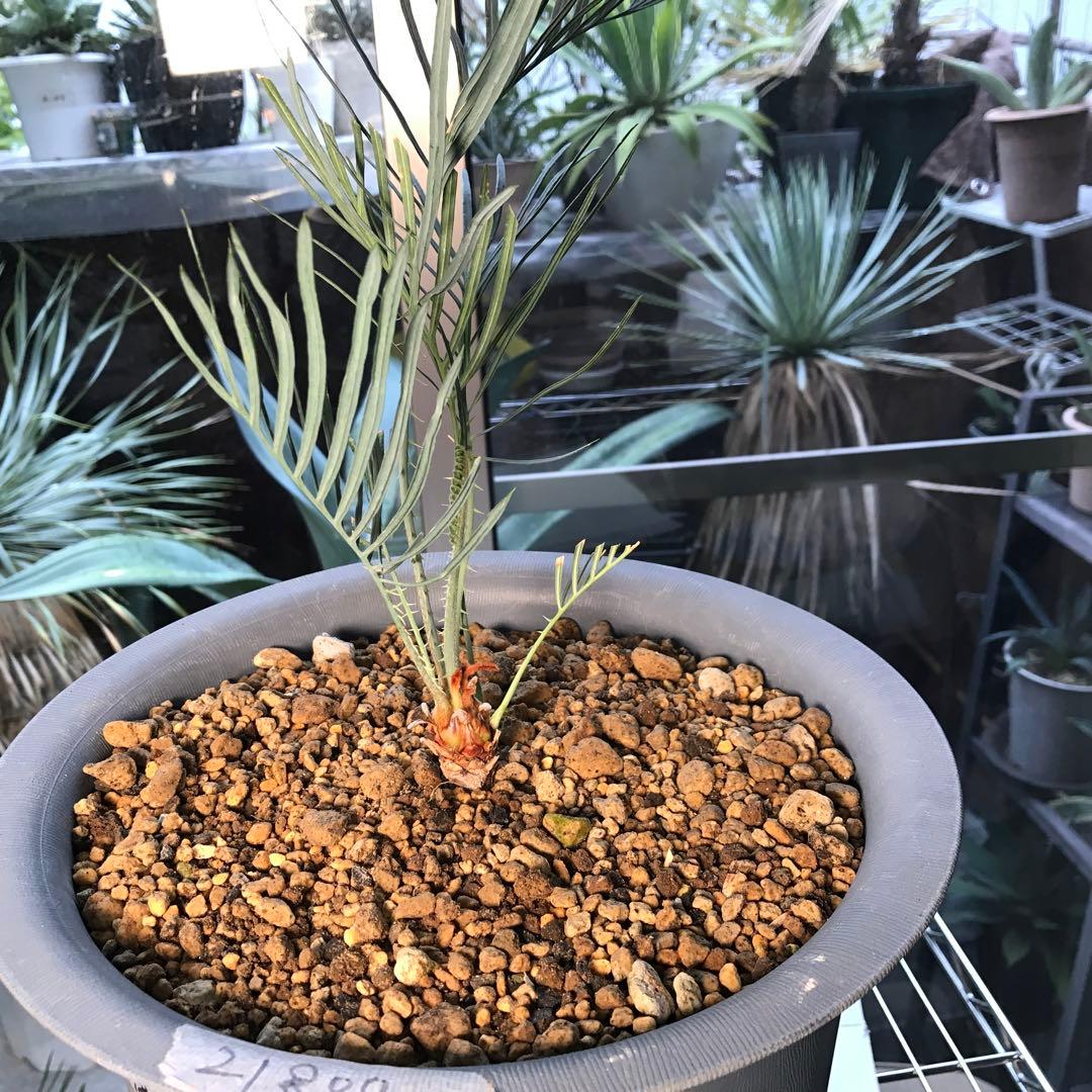 サイカスカイルンシアナ、オーストラリア原産、希少品種