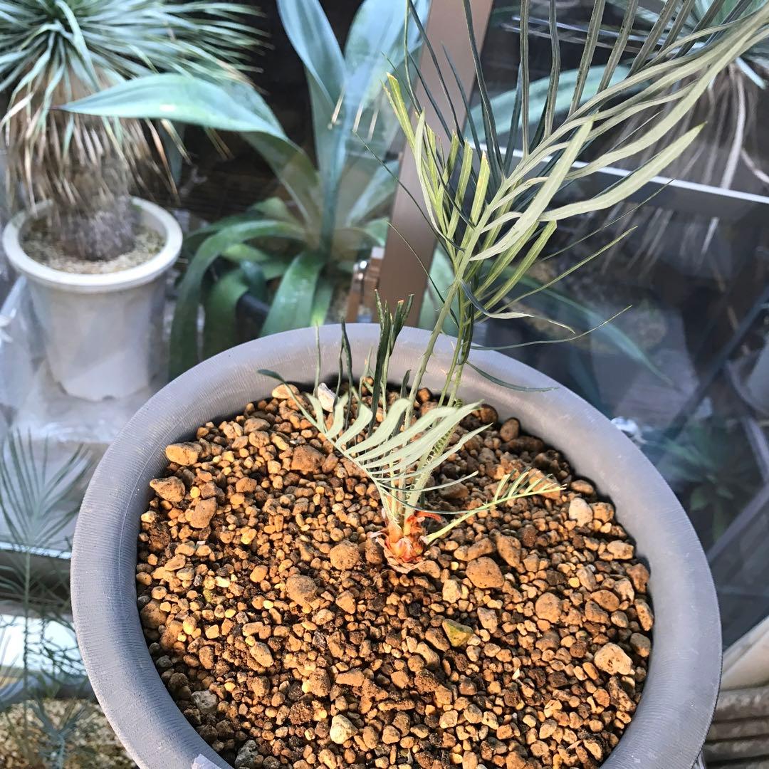 サイカスカイルンシアナ、オーストラリア原産、希少品種