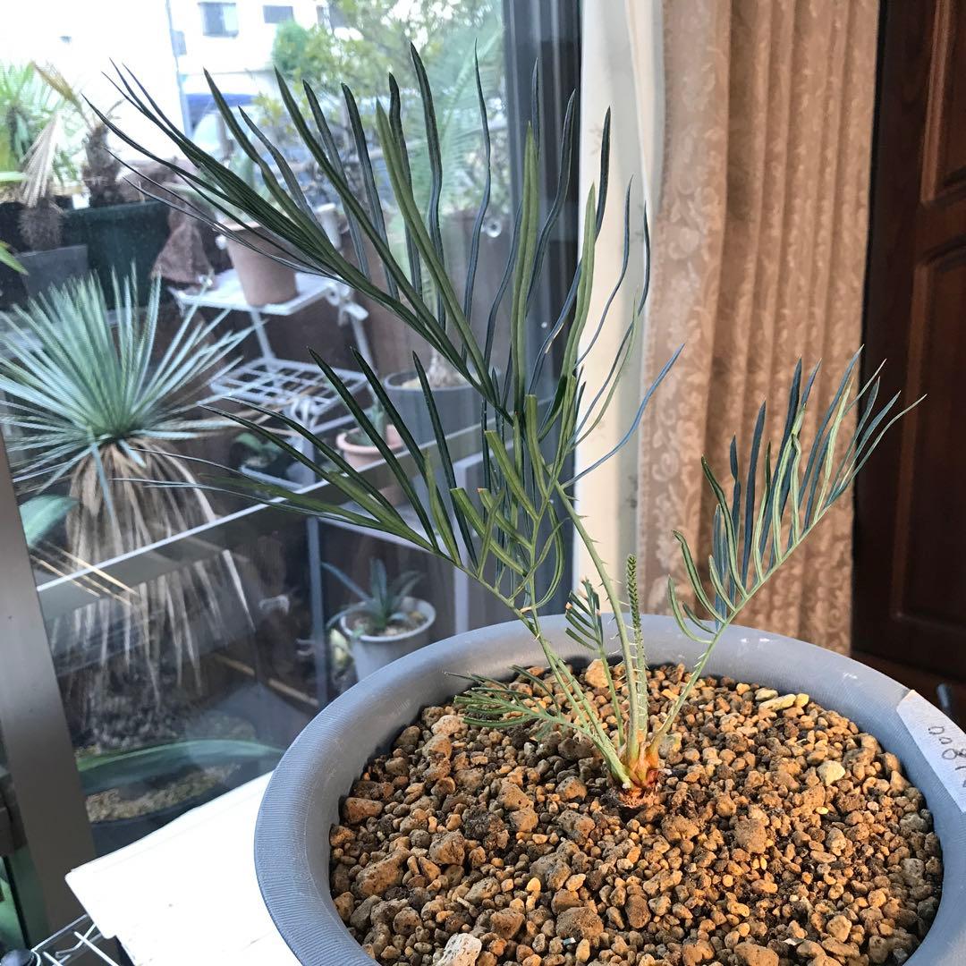 サイカスカイルンシアナ、オーストラリア原産、希少品種