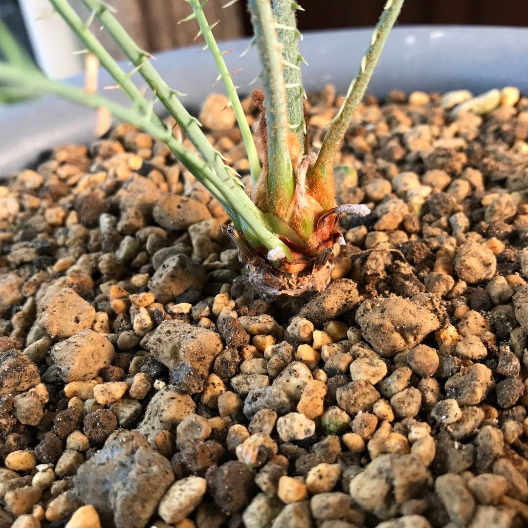 サイカスカイルンシアナ、オーストラリア原産、希少品種