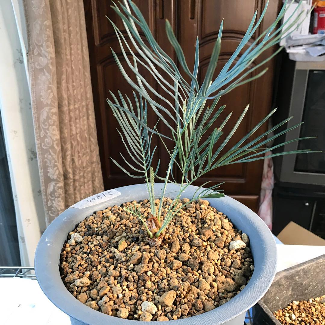 サイカスカイルンシアナ、オーストラリア原産、希少品種