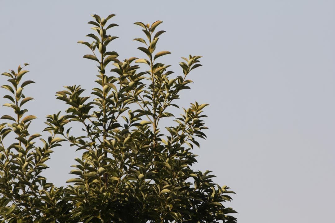 キヤノン用超望遠⭐️SIGMA 50-500mm DG OS HSM ⭐️大迫力