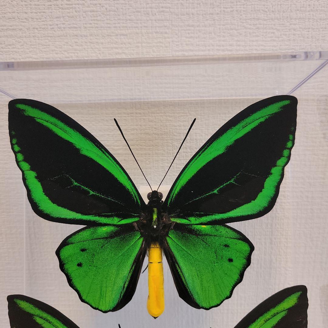 蝶の標本　トリバネアゲハの世界(1AA1)