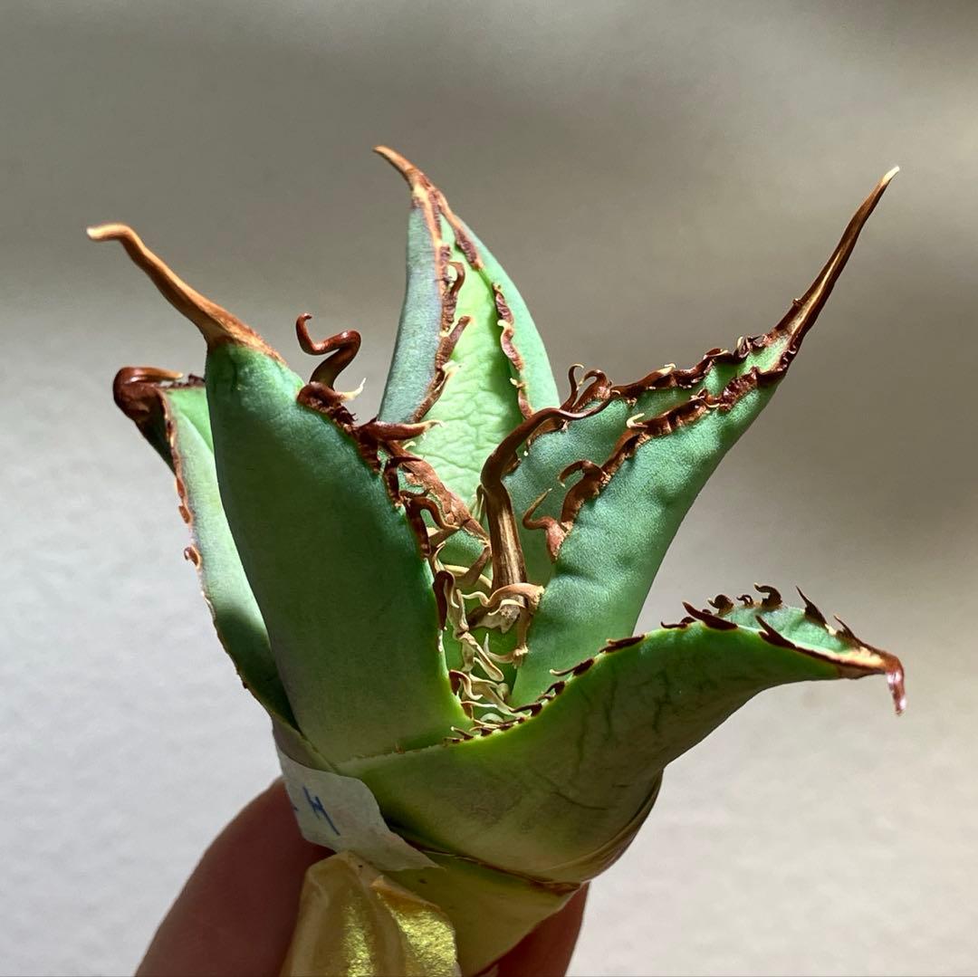 K*i様 【初売りオークション】71 REZA産　特選　長棘　アガベ　TARAN