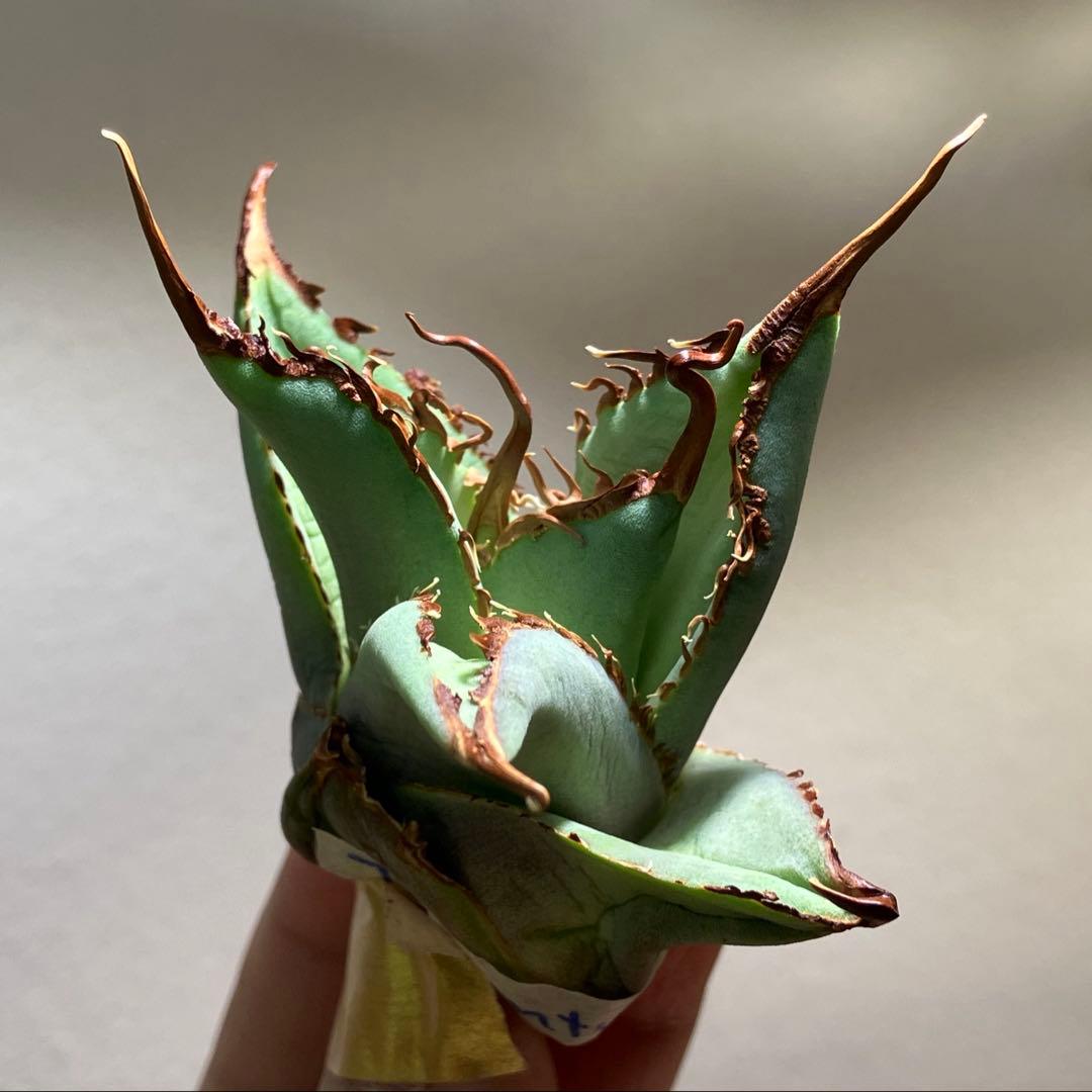 K*i様 【初売りオークション】71 REZA産　特選　長棘　アガベ　TARAN