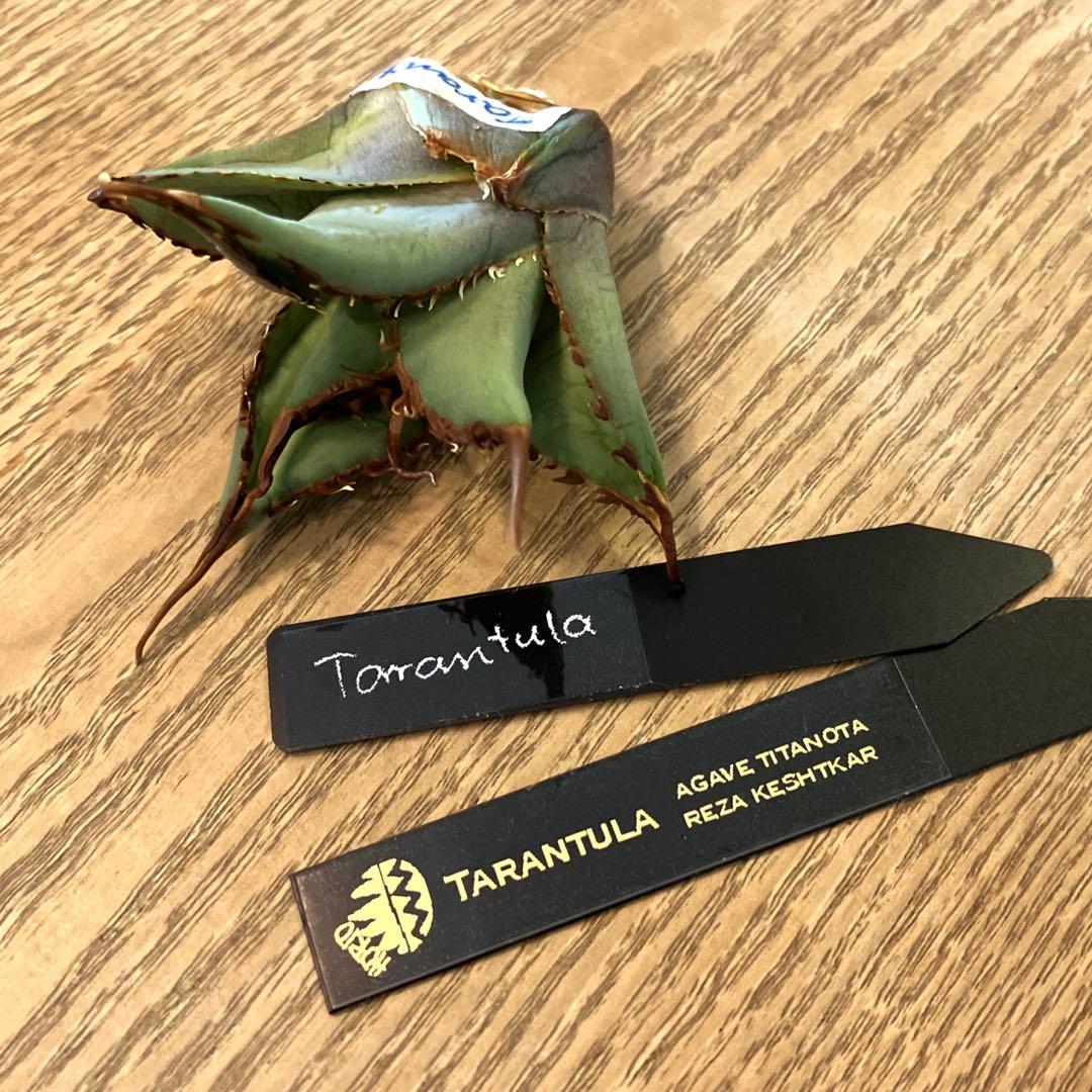 K*i様 【初売りオークション】71 REZA産　特選　長棘　アガベ　TARAN