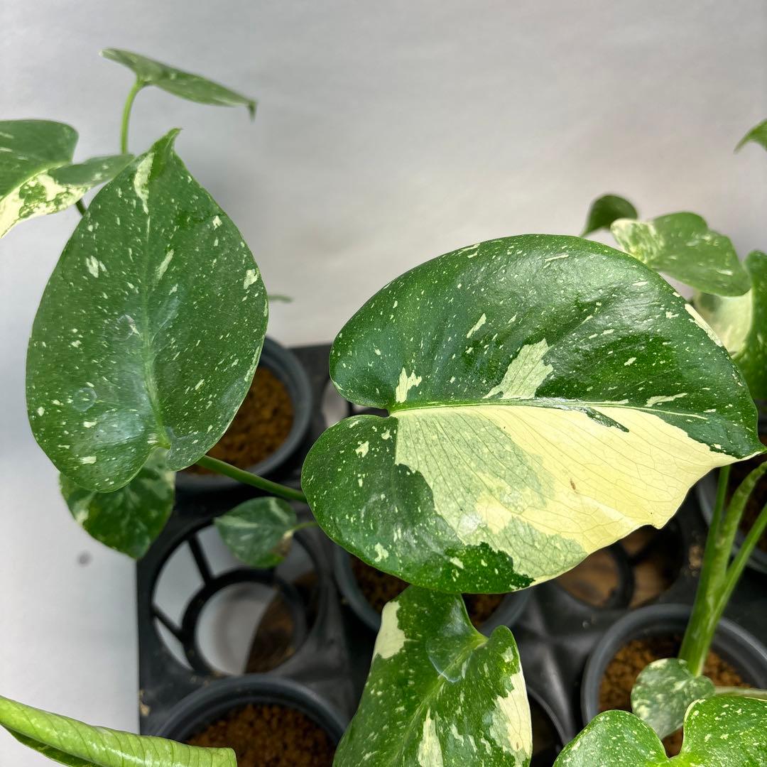 K*様 10株セットms05【特別選抜】モンステラ・タイコンステレーション 斑入