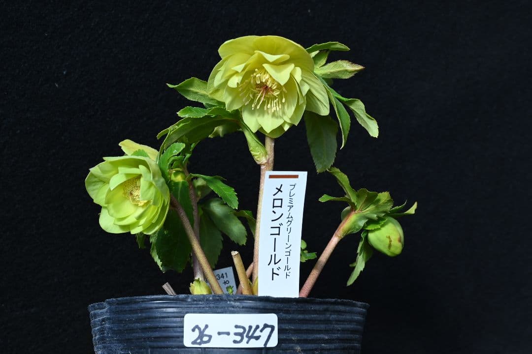 クリスマスローズ　超1級品！認定メロンゴールド　加藤農園