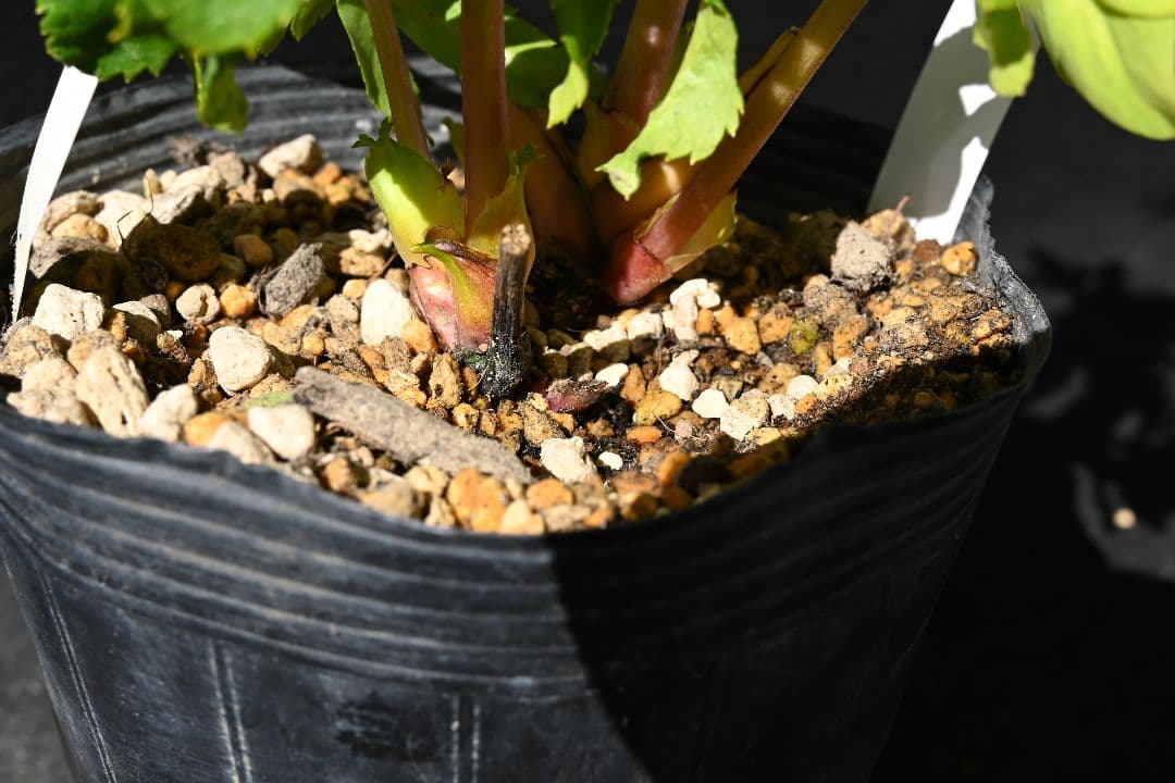 クリスマスローズ　超1級品！認定メロンゴールド　加藤農園