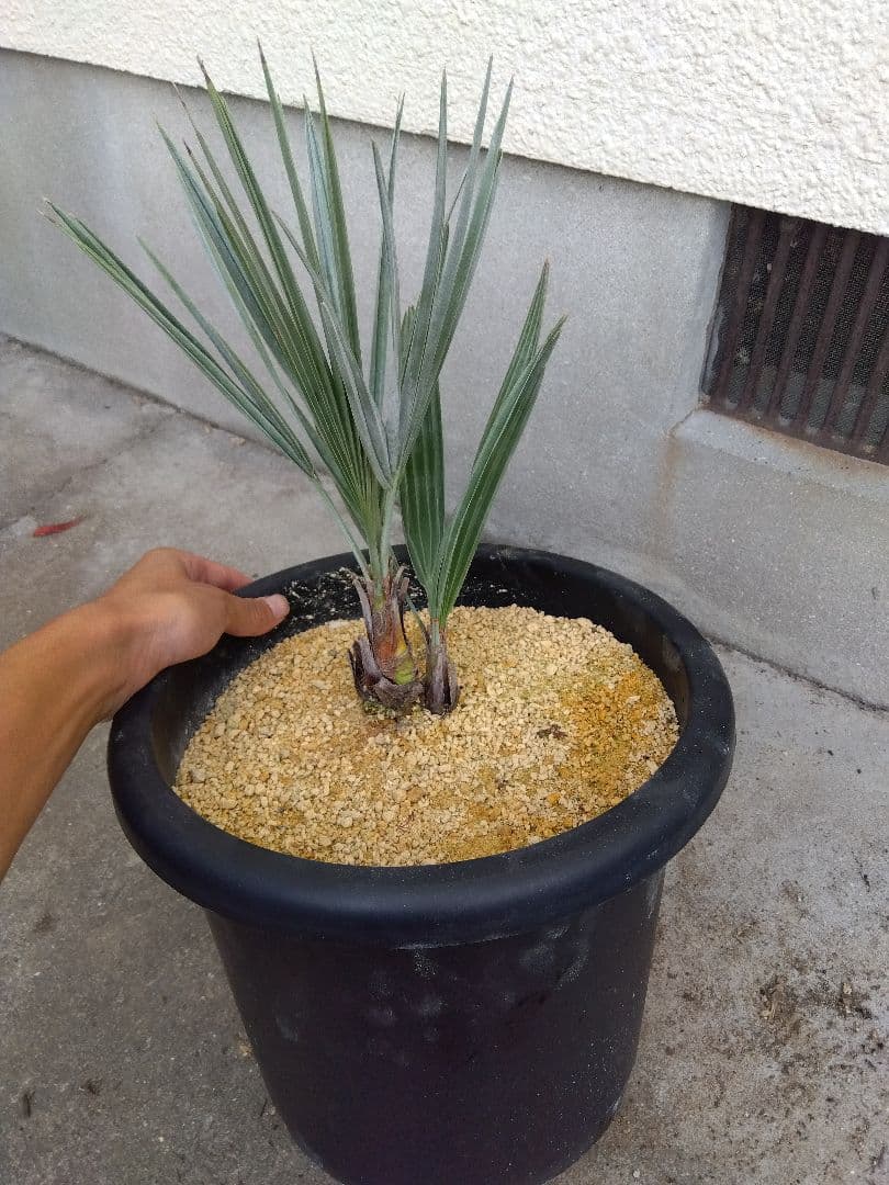 ブラヘアアルマータ　10号鉢つき　ダブル❗　①