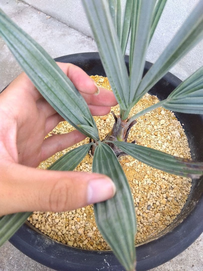 ブラヘアアルマータ　10号鉢つき　ダブル❗　①