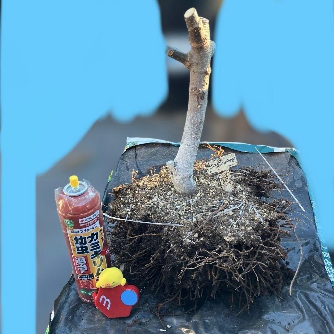 ② abc様　ゴールデンリバーサイド　シャーアンバー　親株