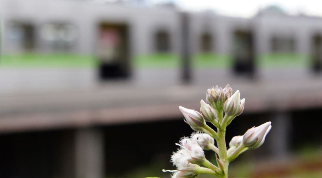 CANON　EOS　20D ダブルレンズ　初心者　一眼レフ⚡️キャノン⚡️望遠