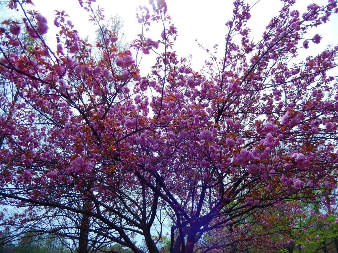 Nikon COOLPIX S9500 デジタルカメラ　コンデジ