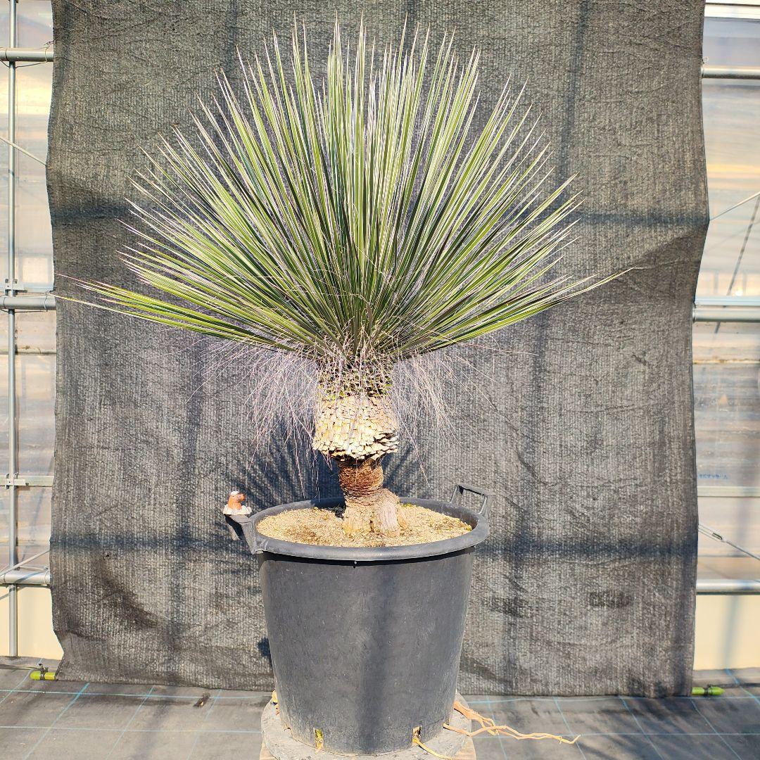 ユッカ エラータ 美株