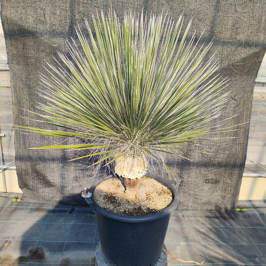 ユッカ エラータ 美株