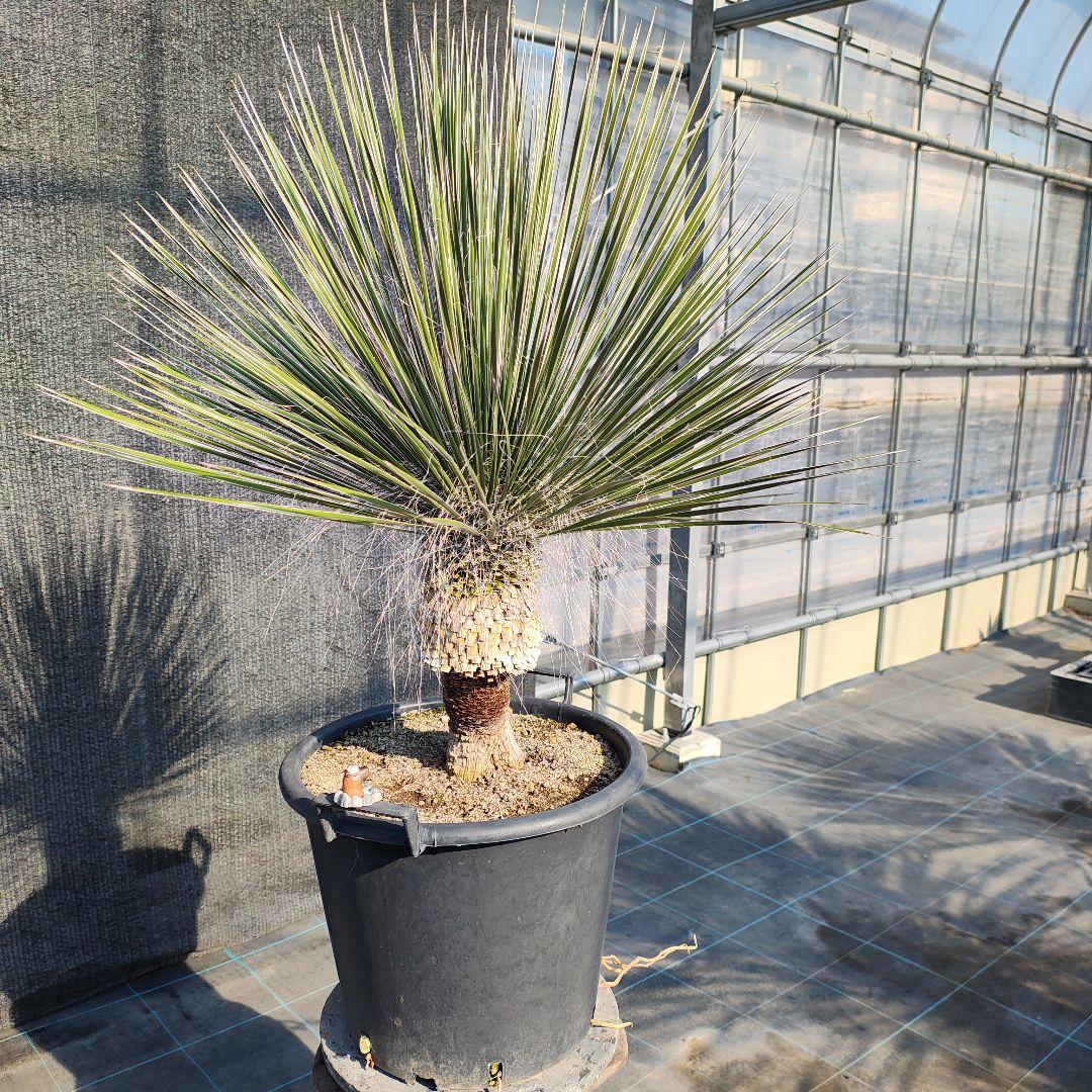 ユッカ エラータ 美株