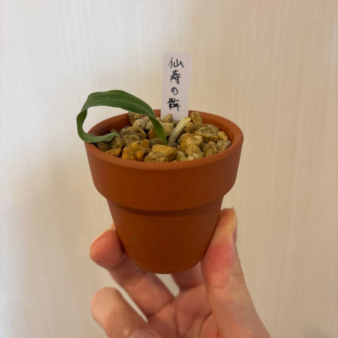 万年青　仙寿の舞　専用出品