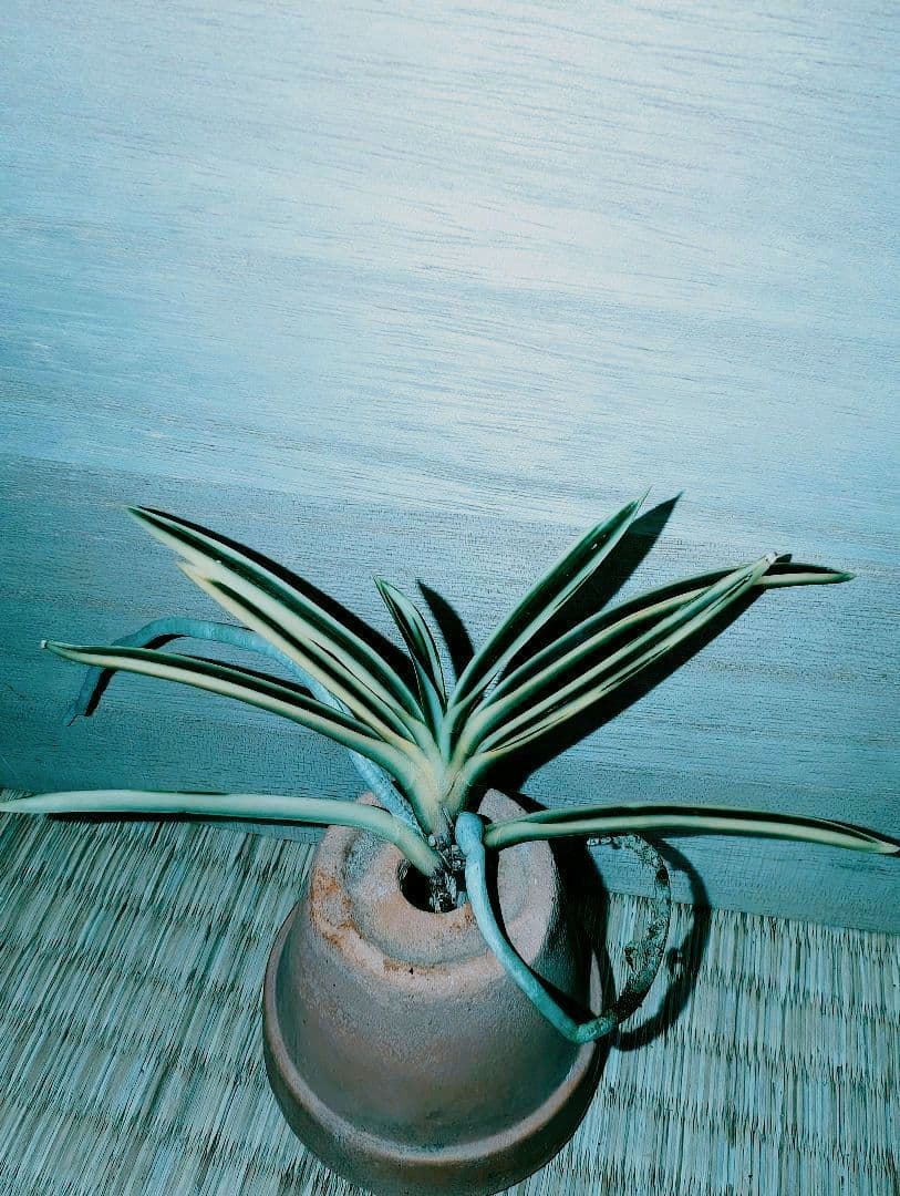 [年末大感謝祭東京土産編激安!!]富貴蘭　必見！!紀州宝冠(紀州雪虎覆輪)