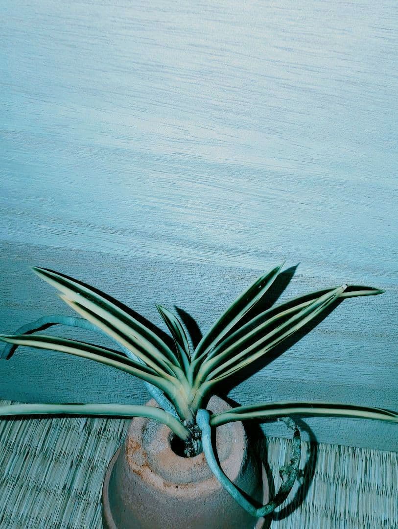 [年末大感謝祭東京土産編激安!!]富貴蘭　必見！!紀州宝冠(紀州雪虎覆輪)