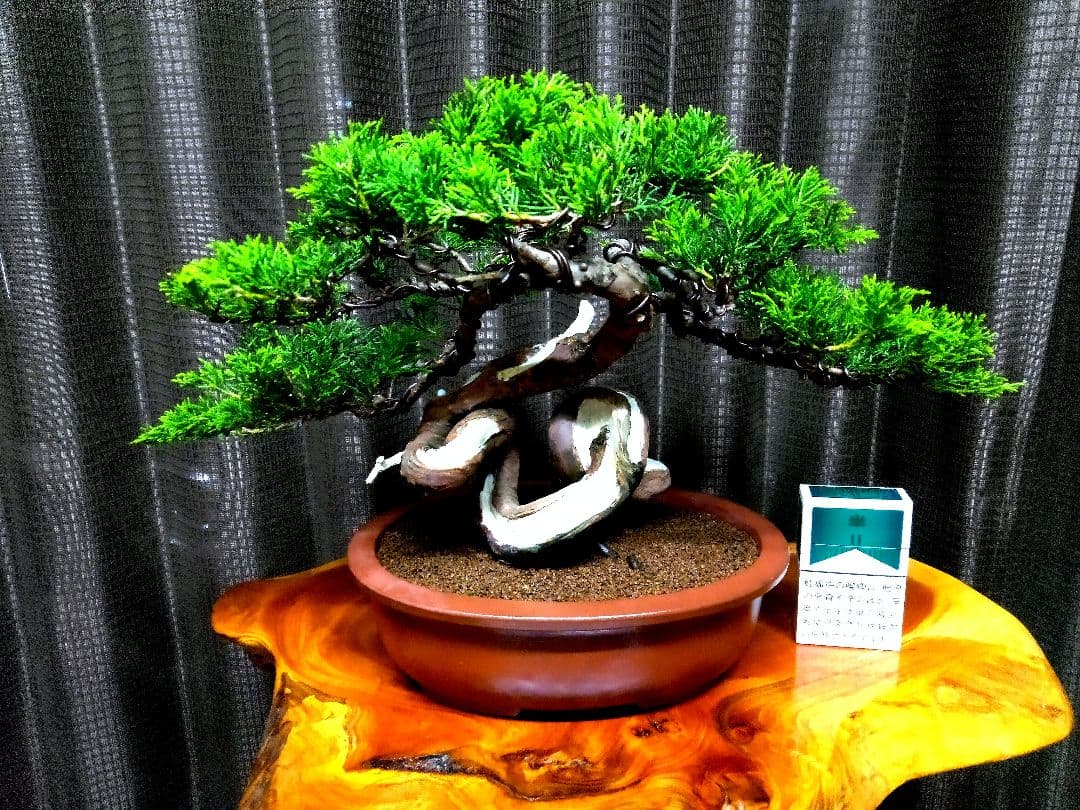 【貴風　糸魚川真柏盆栽】　　　　⭕幹曲一級品❗ ★あきちゃん様…専用★