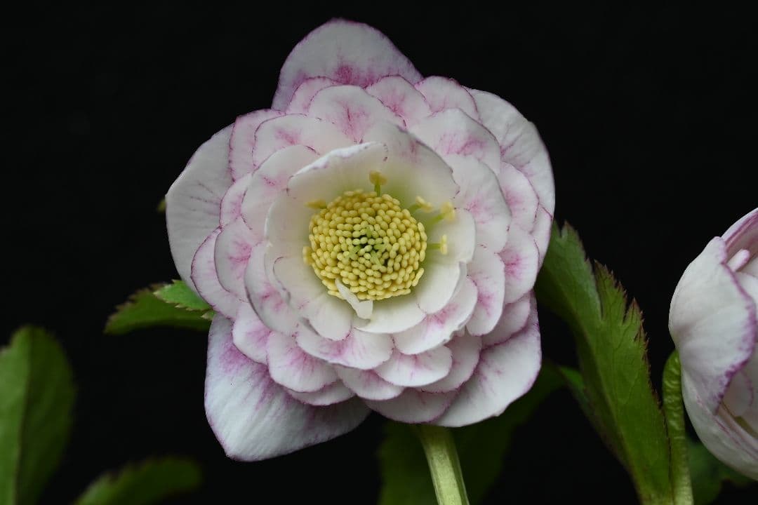 クリスマスローズ　認定リトルプリマヴェーラ　加藤農園