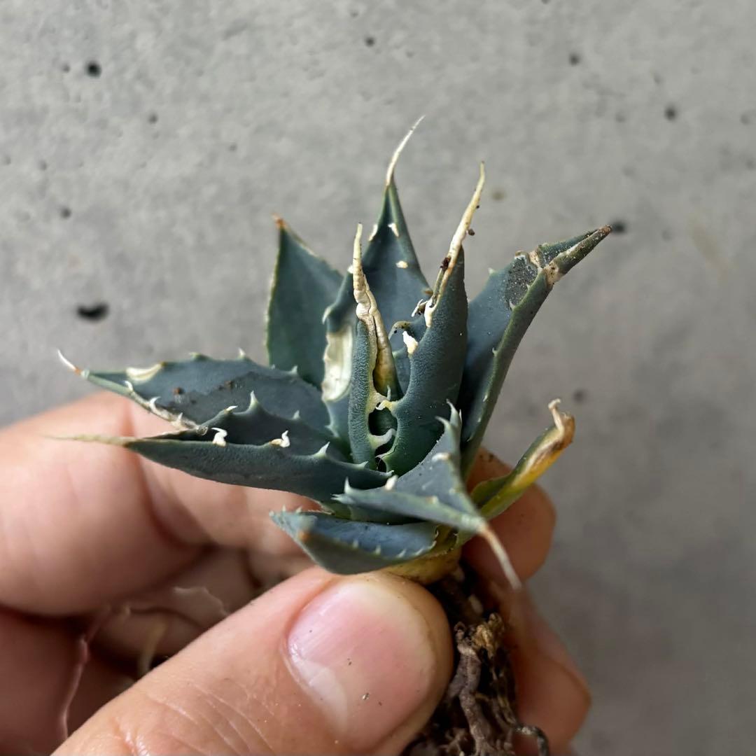 アガベ　ユタエンシス　エボリスピナ　小苗　実生14株セット