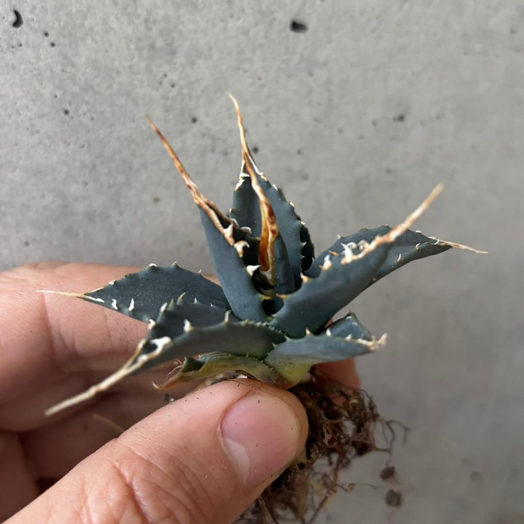 アガベ　ユタエンシス　エボリスピナ　小苗　実生14株セット