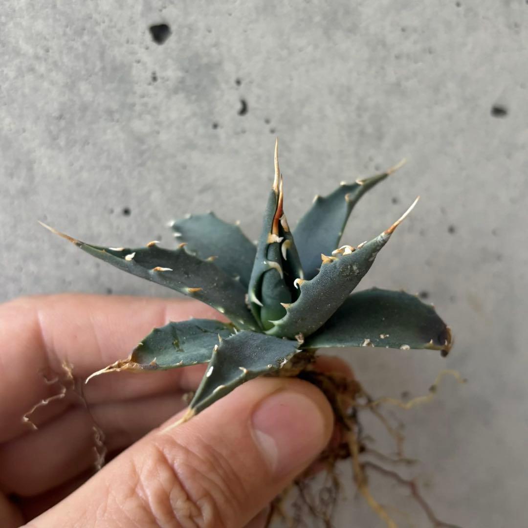 アガベ　ユタエンシス　エボリスピナ　小苗　実生14株セット